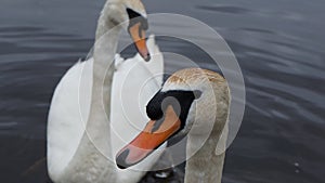 Two Swans seflie