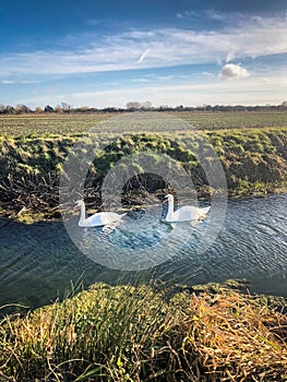 Two swans on a small river in a countryside field