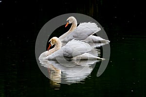 Two swans with spread wings dance synchronously on lake