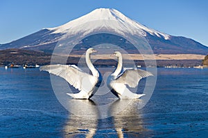 Two Swans spreading wings with Fuji Mountain Background at Yamanakako, Japan