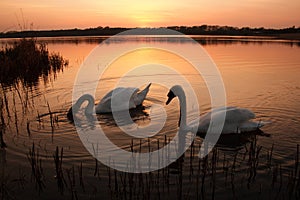 Two swans at sunset on a calm lake