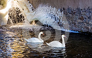 Two swans swim in dark water against background of wall covere