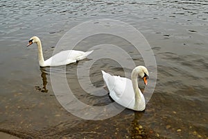 Two swans swim on the Elbe river. Pair of swans on brown clear water. Two swans swimming on elbe river in germany