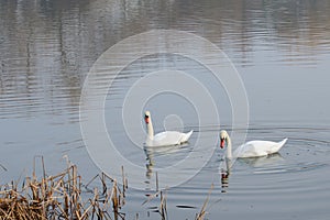 Two swans swim on the lake in early spring. These birds need protection