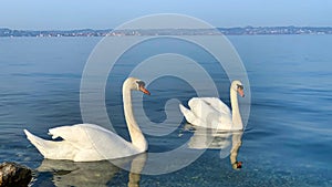Two swans are swiming in the Lake of Constance in Austria