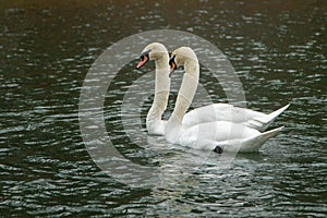 Two swans swimming in a lake