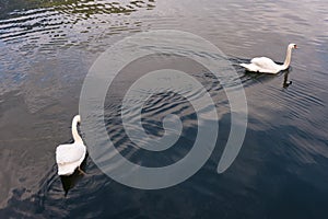 Two swans are swimming on the lake of Hallstatt, Austria.
