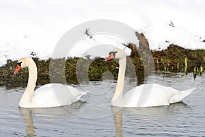 Two swans swimming