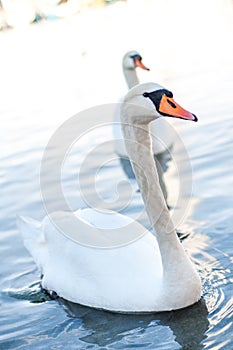 Two Swans swimming in a lake