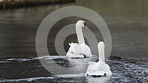 Two swans swimming in the lake of Schwerin lake away from the camera looking back