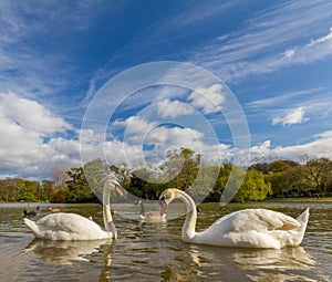 Two swans swimming in Leazes Park pond in Newcastle, UK