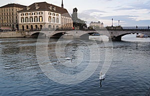 Two swans swimming