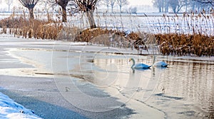 Two swans swimming together in the water between the ice