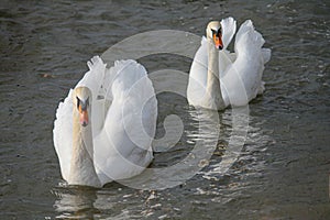 Two swans swimming on water within  a row