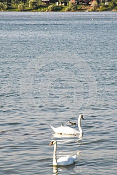 Two swans, two ways, Dunav River, Belgrade, Serbia