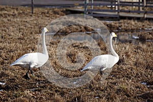 Two swans walking on field during spring