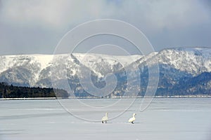 Two swans walking on lake kussharo