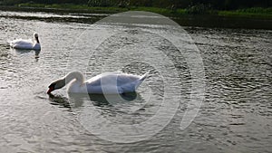 Two swans in the water purify themselves and drink water