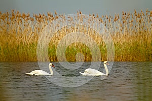 Two swans on a wild lake on an autumn day