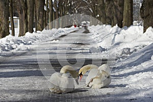 Two swans in winter