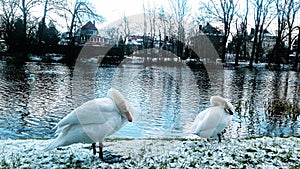 Two swans in winter in the town of Slupsk
