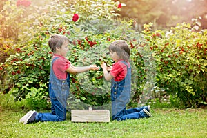 Two sweet boys, gathering red currants from their home garden