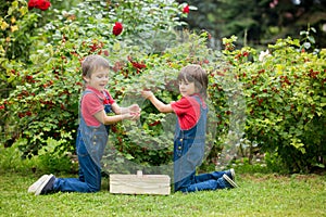 Two sweet boys, gathering red currants from their home garden
