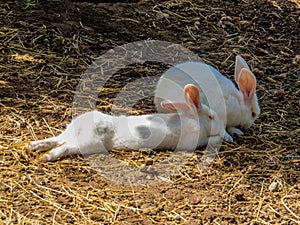Two sweet bunnies