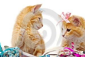 Two sweet cat kittens