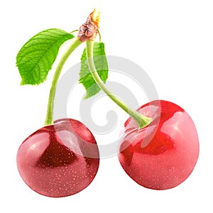 Two sweet cherries with leaf isolated on white