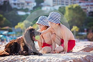 Two sweet children, boys, playing with dog on the beach