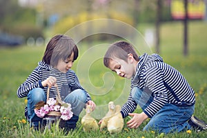 Two sweet children, boys, playing in the park with ducklings