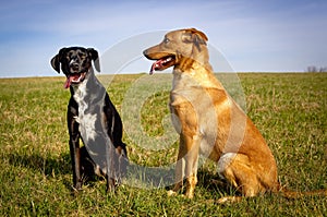 Two sweet dogs sitting beside each other in green field