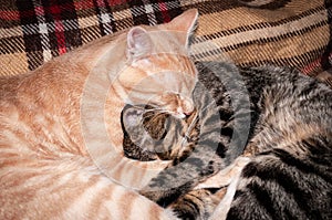 Two sweet fluffy tabby cats hugging with paws on plaid blanket