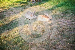 Two sweet little baby bunnies walking on the meadow eating grass, easter spring background with copy space
