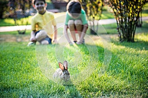 Two sweet little boy and Pennon rabbit bunnies are sitting on green grass. Friendship between humans and animals. Children and