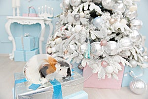 Two sweet longhaired guinea pigs sitting on boxes with new year