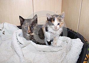 Two sweet rescued kittens warm themselves in a towel.