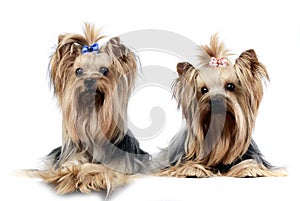 Two sweet yorkshire terriers relaxing in wehite studio