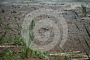 two swifts in the muddy lake photo