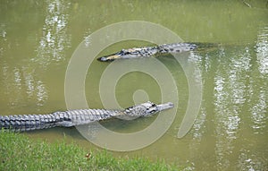 Two Swimming alligators
