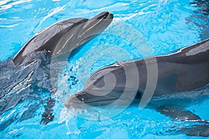 Two swimming dolphins
