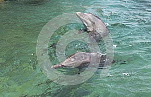 Two swimming dolphins in the israel city eilat