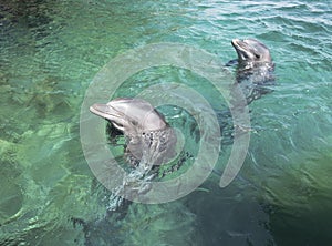 Two swimming dolphins in the israel city eilat