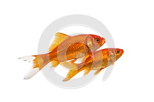 Two swimming goldfish