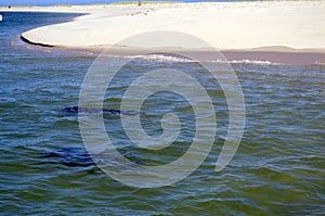 Two Swimming Seals swim towards their pack from Monomoy Island photo