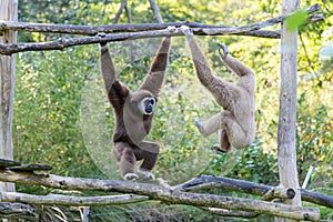 Two swinging Gibbons