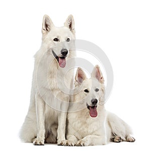 Two Swiss Shepherd dogs, 5 years old, panting, lying and sitting