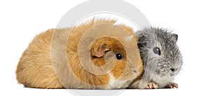 Two Swiss Teddy Guinea Pigs, isolated