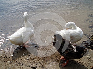 Two swons and a duck